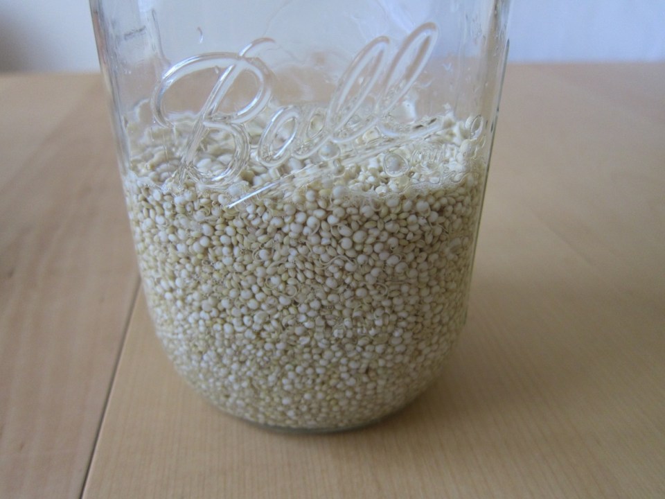 Sprouting quinoa