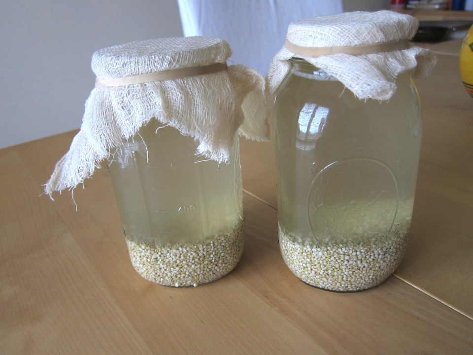 Sprouted quinoa soaking